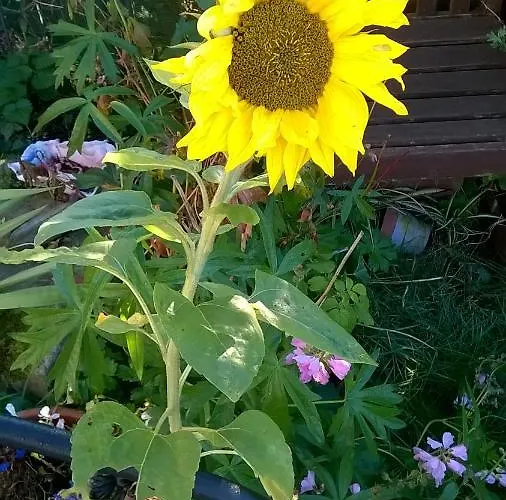 Holiday home Holly Whitby